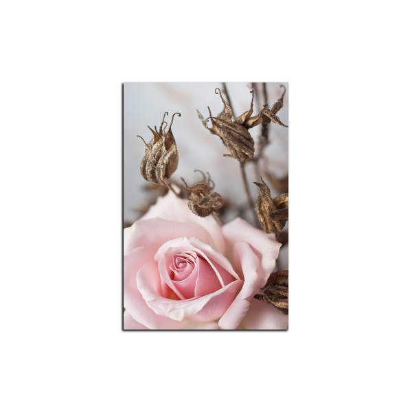 Obraz na plátně - Růže a uschlé rostliny - obdélník